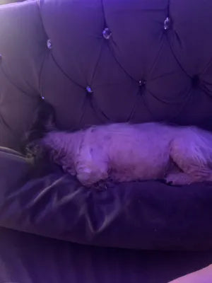 Settled my Pug’s reflux