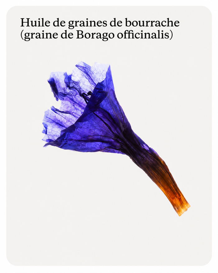 Borage Seed Oil  (Borago 